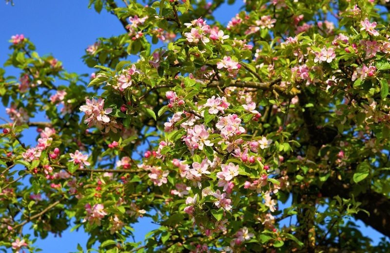 Der Obstroute in Zeeland folgen