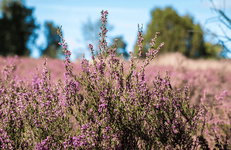 Spätsommer-Tipp: Blühende Heide in Zeeland bestaunen