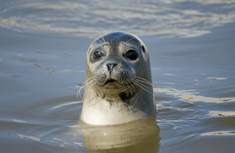 Nationalpark Oosterschelde